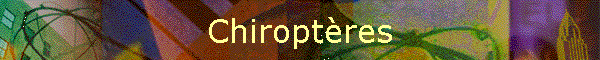 Chiroptres
