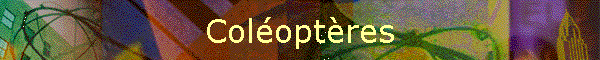 Coloptres