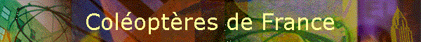 Coloptres de France