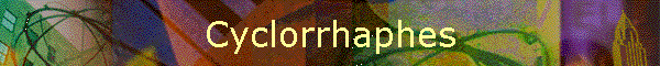 Cyclorrhaphes
