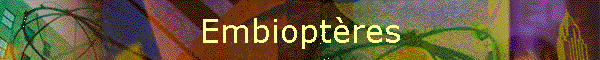 Embioptres