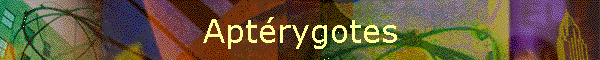 Aptrygotes
