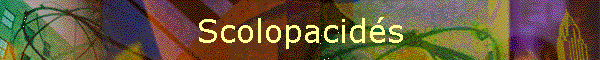 Scolopacids