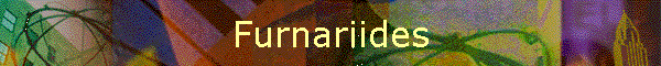 Furnariides