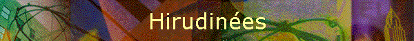 Hirudines
