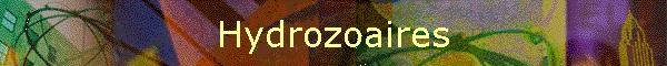 Hydrozoaires