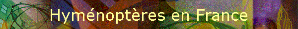 Hymnoptres en France