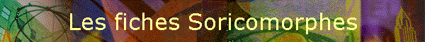 Les fiches Soricomorphes