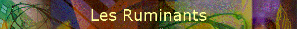 Les Ruminants