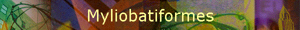 Myliobatiformes