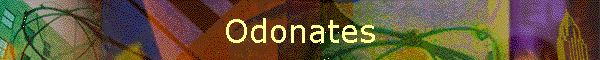 Odonates