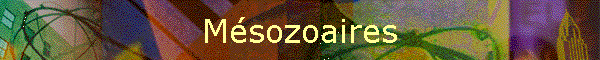 Msozoaires