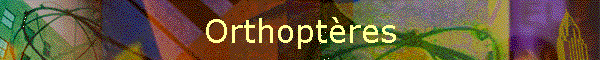 Orthoptres