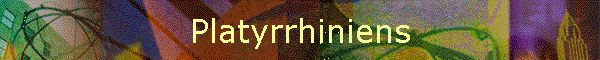 Platyrrhiniens