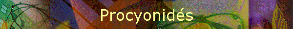 Procyonids