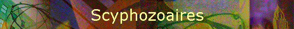 Scyphozoaires