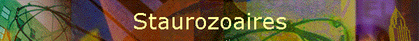 Staurozoaires