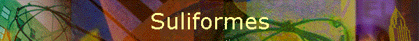 Suliformes