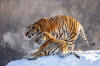 Tigre De Sibrie Banque d'image et photos - Alamy
