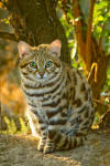 Download Black Footed Cat Felis Nigripes Royalty Free Stock Photo - Image: 35319195