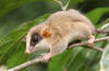 Kalinowski's Mouse Opossum - Stock Image - C004/2558 - Science Photo Library