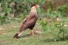 Caracara huppadulte, identification