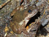 Conraua Derooi -- Earthpedia animal