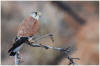 Reunion Kestrel - Falco duboisi