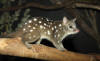 Dasyurus Geoffroii -- Earthpedia animal