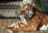 Places to see endangered South China tigers - CGTN