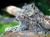 Panthre des neiges | ZooParc de Beauval