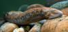 Sea Lamprey Love That New Baby Smell | Hakai Magazine