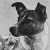 La Boîte à Archives. 1957 : la chienne Laïka, premier être vivant dans ...