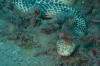 Reef Shallows Sea Snake (Aipysurus duboisii) - Snakes and Lizards