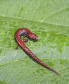 Arboreal Minute Salamander (Thorius arboreus)  iNaturalist