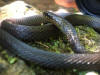 Chapinophis xanthocheilus  iNaturalist