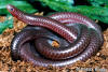 Southwestern Threadsnake - Rena humilis humilis