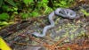 Oaxacan Dwarf Boa (Exiliboa placata) - YouTube
