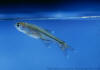 Xenurobrycon varii, new species, Brazil, Par, Jacareacanga, Vila de ...