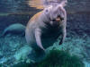 African Manatee (Trichechus senegalensis)  iNaturalist