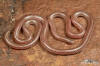 Barbados Threadsnake (Tetracheilostoma carlae) · iNaturalist