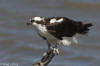 Osprey (Pandion haliaetus)  iNaturalist