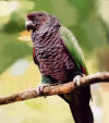Imperial Amazon | World Parrot Trust