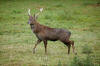 CERF SIKA DU VIETNAM Cervus Nippon Pseudaxis Stock Image - Image of ...