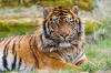 Tigre de Sumatra : poids, taille, longvit, habitat, alimentation ...