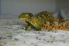 What you should know about Rhacodactylus Leachianus - Dark Space