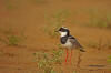 Vanneau de Cayenneadulte, identification